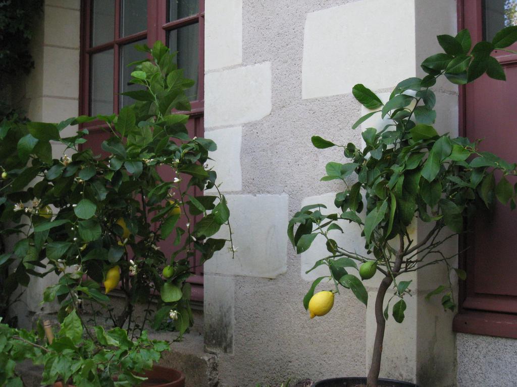 Le Logis Des Tourelles Bed and Breakfast Beaupréau Eksteriør billede